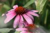 <img100*0:stuff/z/73640/Pink%2520Flower%2520Reference/i1265004931_26.jpg>