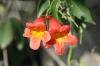 <img100*0:stuff/z/73640/Pink%2520Flower%2520Reference/i1265004931_27.jpg>