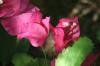 <img100*0:stuff/z/73640/Pink%2520Flower%2520Reference/i1265027367_1.jpg>