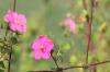 <img100*0:stuff/z/73640/Pink%2520Flower%2520Reference/i1265027367_2.jpg>