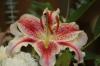 <img100*0:stuff/z/73640/Pink%2520Flower%2520Reference/i1265027368_10.jpg>