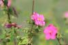 <img100*0:stuff/z/73640/Pink%2520Flower%2520Reference/i1265027368_11.jpg>