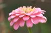 <img100*0:stuff/z/73640/Pink%2520Flower%2520Reference/i1265027368_12.jpg>