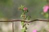 <img100*0:stuff/z/73640/Pink%2520Flower%2520Reference/i1265027368_3.jpg>