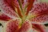 <img100*0:stuff/z/73640/Pink%2520Flower%2520Reference/i1265027368_4.jpg>