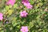 <img100*0:stuff/z/73640/Pink%2520Flower%2520Reference/i1265027368_5.jpg>