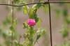 <img100*0:stuff/z/73640/Pink%2520Flower%2520Reference/i1265027368_6.jpg>