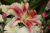 <img100*0:stuff/z/73640/Pink%2520Flower%2520Reference/i1265027368_7.jpg>