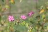<img100*0:stuff/z/73640/Pink%2520Flower%2520Reference/i1265027368_8.jpg>