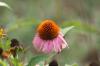 <img100*0:stuff/z/73640/Pink%2520Flower%2520Reference/i1265027368_9.jpg>