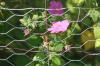 <img100*0:stuff/z/73640/Pink%2520Flower%2520Reference/i1265027369_14.jpg>