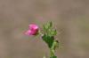 <img100*0:stuff/z/73640/Pink%2520Flower%2520Reference/i1265027369_15.jpg>