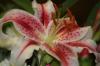 <img100*0:stuff/z/73640/Pink%2520Flower%2520Reference/i1265027369_16.jpg>