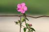<img100*0:stuff/z/73640/Pink%2520Flower%2520Reference/i1265027369_17.jpg>