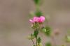 <img100*0:stuff/z/73640/Pink%2520Flower%2520Reference/i1265027369_18.jpg>
