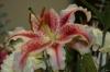 <img100*0:stuff/z/73640/Pink%2520Flower%2520Reference/i1265027369_19.jpg>