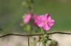 <img100*0:stuff/z/73640/Pink%2520Flower%2520Reference/i1265027369_20.jpg>