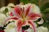 <img100*0:stuff/z/73640/Pink%2520Flower%2520Reference/i1265027369_21.jpg>