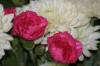 <img100*0:stuff/z/73640/Pink%2520Flower%2520Reference/i1265027369_22.jpg>