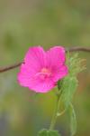 <img100*0:stuff/z/73640/Pink%2520Flower%2520Reference/i1265055148_1.jpg>