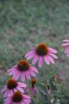 <img100*0:stuff/z/73640/Pink%2520Flower%2520Reference/i1265055148_2.jpg>