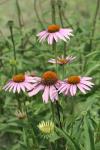 <img100*0:stuff/z/73640/Pink%2520Flower%2520Reference/i1265055148_3.jpg>