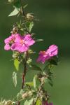 <img100*0:stuff/z/73640/Pink%2520Flower%2520Reference/i1265055148_4.jpg>