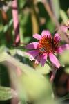 <img100*0:stuff/z/73640/Pink%2520Flower%2520Reference/i1265055148_5.jpg>