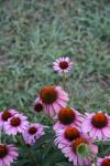 <img100*0:stuff/z/73640/Pink%2520Flower%2520Reference/i1265055148_6.jpg>