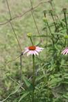 <img100*0:stuff/z/73640/Pink%2520Flower%2520Reference/i1265055148_7.jpg>