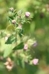 <img100*0:stuff/z/73640/Pink%2520Flower%2520Reference/i1265055148_8.jpg>