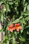 <img100*0:stuff/z/73640/Pink%2520Flower%2520Reference/i1265055148_9.jpg>