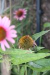 <img100*0:stuff/z/73640/Pink%2520Flower%2520Reference/i1265055149_10.jpg>