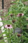 <img100*0:stuff/z/73640/Pink%2520Flower%2520Reference/i1265055149_11.jpg>