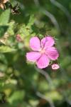 <img100*0:stuff/z/73640/Pink%2520Flower%2520Reference/i1265055149_12.jpg>