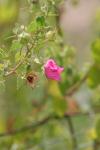 <img100*0:stuff/z/73640/Pink%2520Flower%2520Reference/i1265055149_13.jpg>