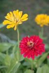 <img100*0:stuff/z/73640/Pink%2520Flower%2520Reference/i1265055149_14.jpg>