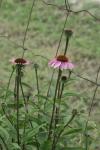 <img100*0:stuff/z/73640/Pink%2520Flower%2520Reference/i1265055149_15.jpg>