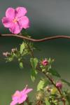 <img100*0:stuff/z/73640/Pink%2520Flower%2520Reference/i1265055149_16.jpg>