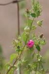 <img100*0:stuff/z/73640/Pink%2520Flower%2520Reference/i1265055149_17.jpg>