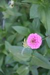 <img100*0:stuff/z/73640/Pink%2520Flower%2520Reference/i1265055150_18.jpg>