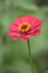 <img100*0:stuff/z/73640/Pink%2520Flower%2520Reference/i1265055150_19.jpg>