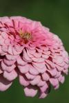 <img100*0:stuff/z/73640/Pink%2520Flower%2520Reference/i1265055150_20.jpg>