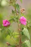 <img100*0:stuff/z/73640/Pink%2520Flower%2520Reference/i1265055150_21.jpg>