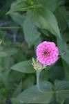 <img100*0:stuff/z/73640/Pink%2520Flower%2520Reference/i1265055151_22.jpg>