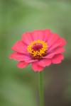 <img100*0:stuff/z/73640/Pink%2520Flower%2520Reference/i1265055151_23.jpg>