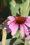 <img100*0:stuff/z/73640/Pink%2520Flower%2520Reference/i1265055151_24.jpg>