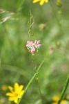 <img100*0:stuff/z/73640/Pink%2520Flower%2520Reference/i1265055151_25.jpg>