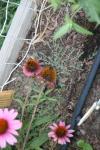 <img100*0:stuff/z/73640/Pink%2520Flower%2520Reference/i1265055151_26.jpg>