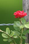 <img100*0:stuff/z/73640/Pink%2520Flower%2520Reference/i1265055151_27.jpg>